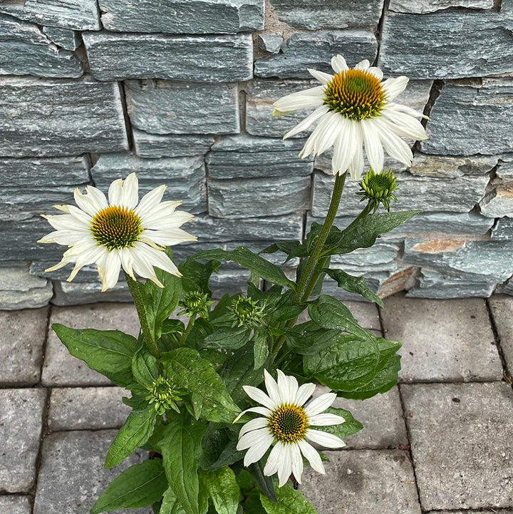 Coneflower (Echinacea Pow Wow White)
