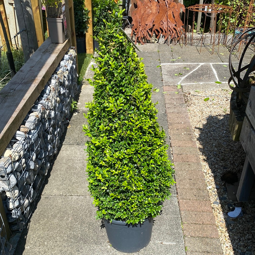 Bruxus Buxus semp Pyramid 90-100cm – Windyridge Garden Centre