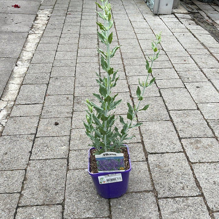 Perovskia Little Spire