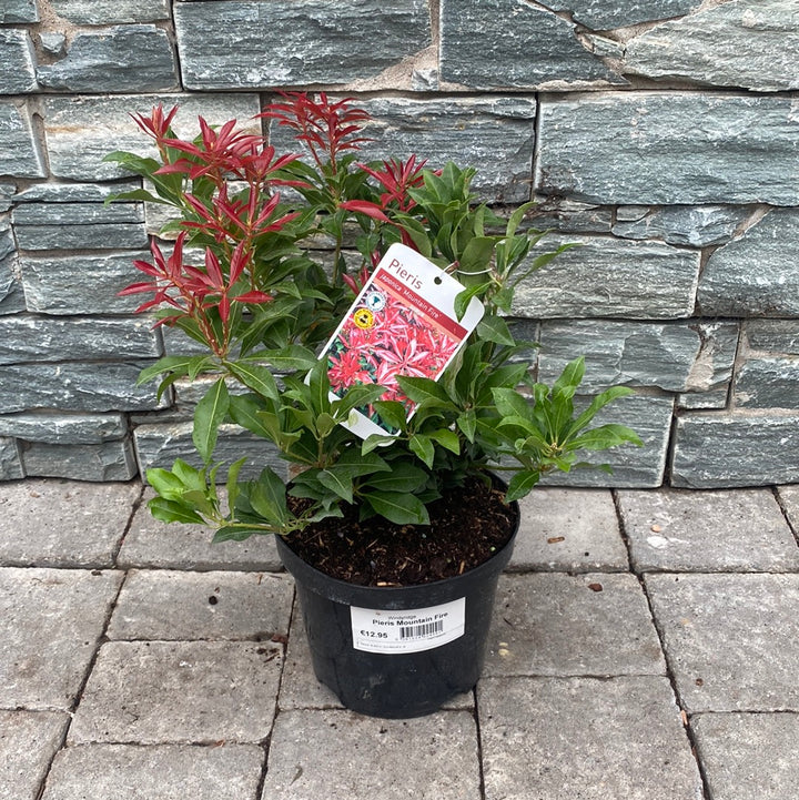 Pieris Mountain Fire - Shrubs - Windyridge Garden Centre