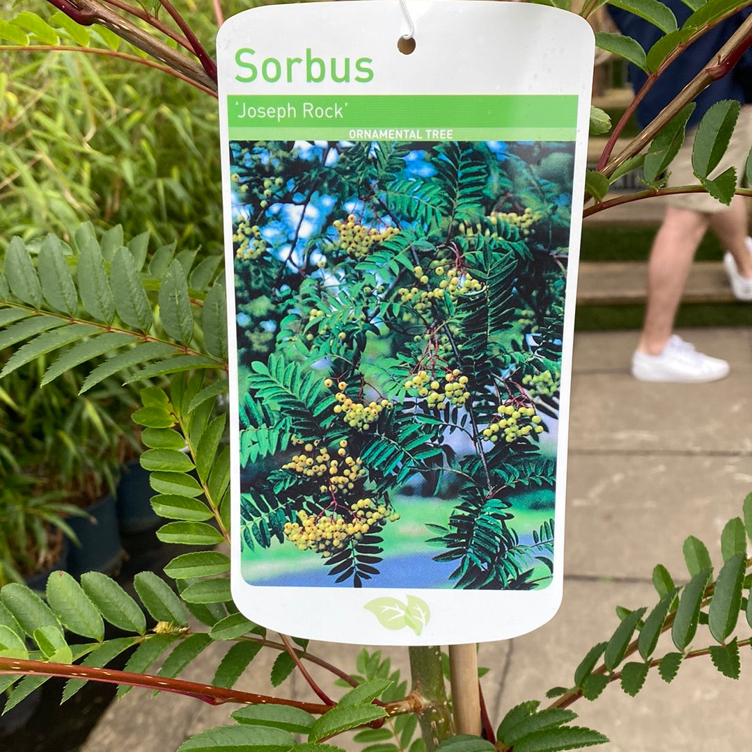 Sorbus Joseph Rock - Trees - Windyridge Garden Centre