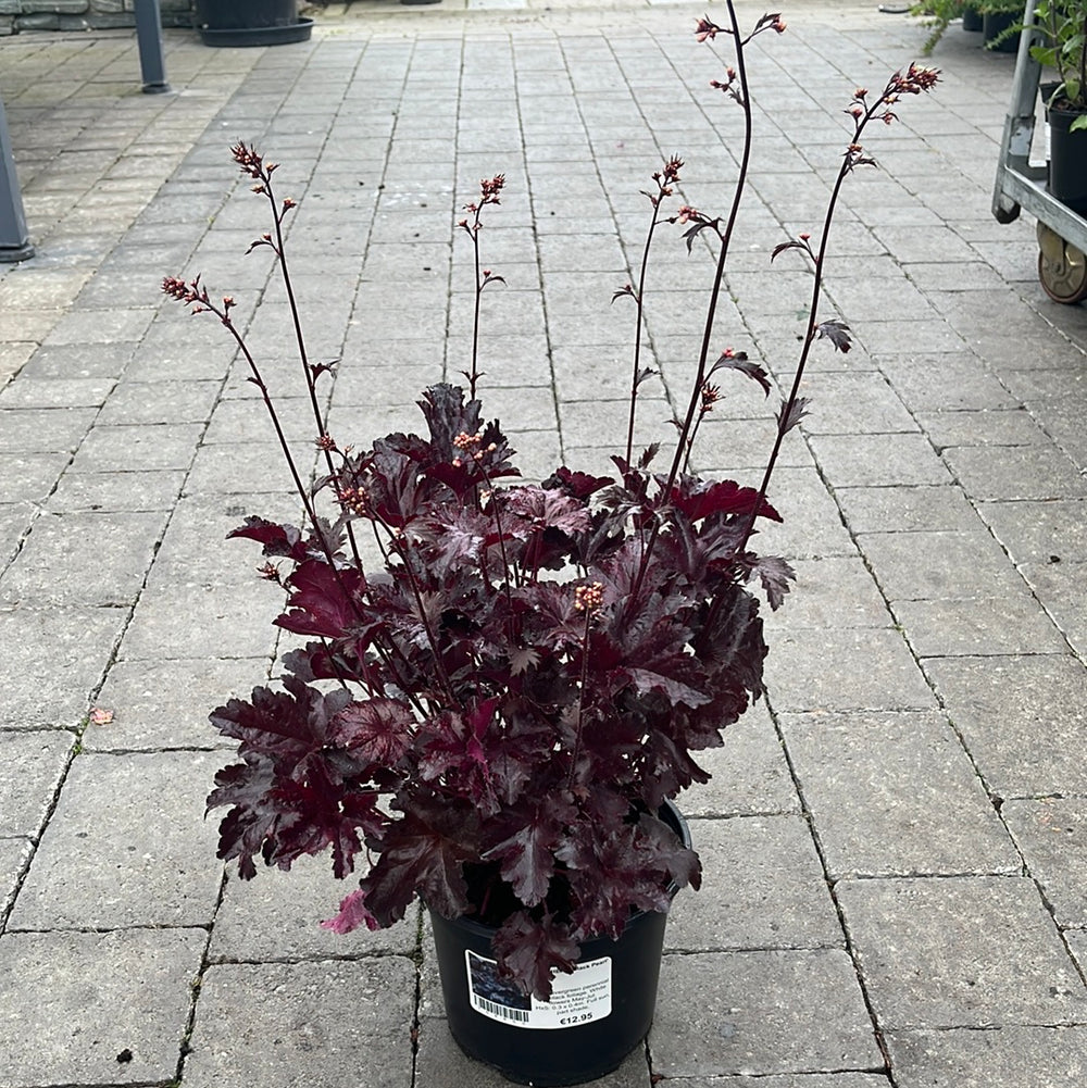 Heuchera Black Pearl - Herbaceous - Windyridge Garden Centre
