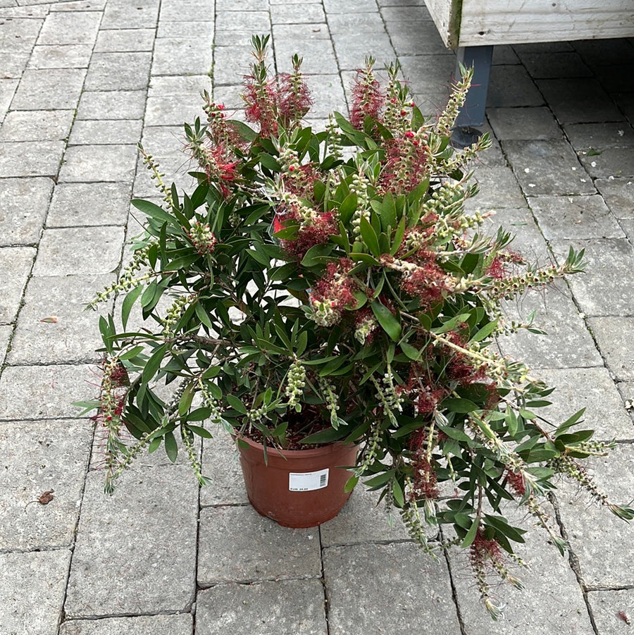 Callistemon Laevis - Shrubs - Windyridge Garden Centre