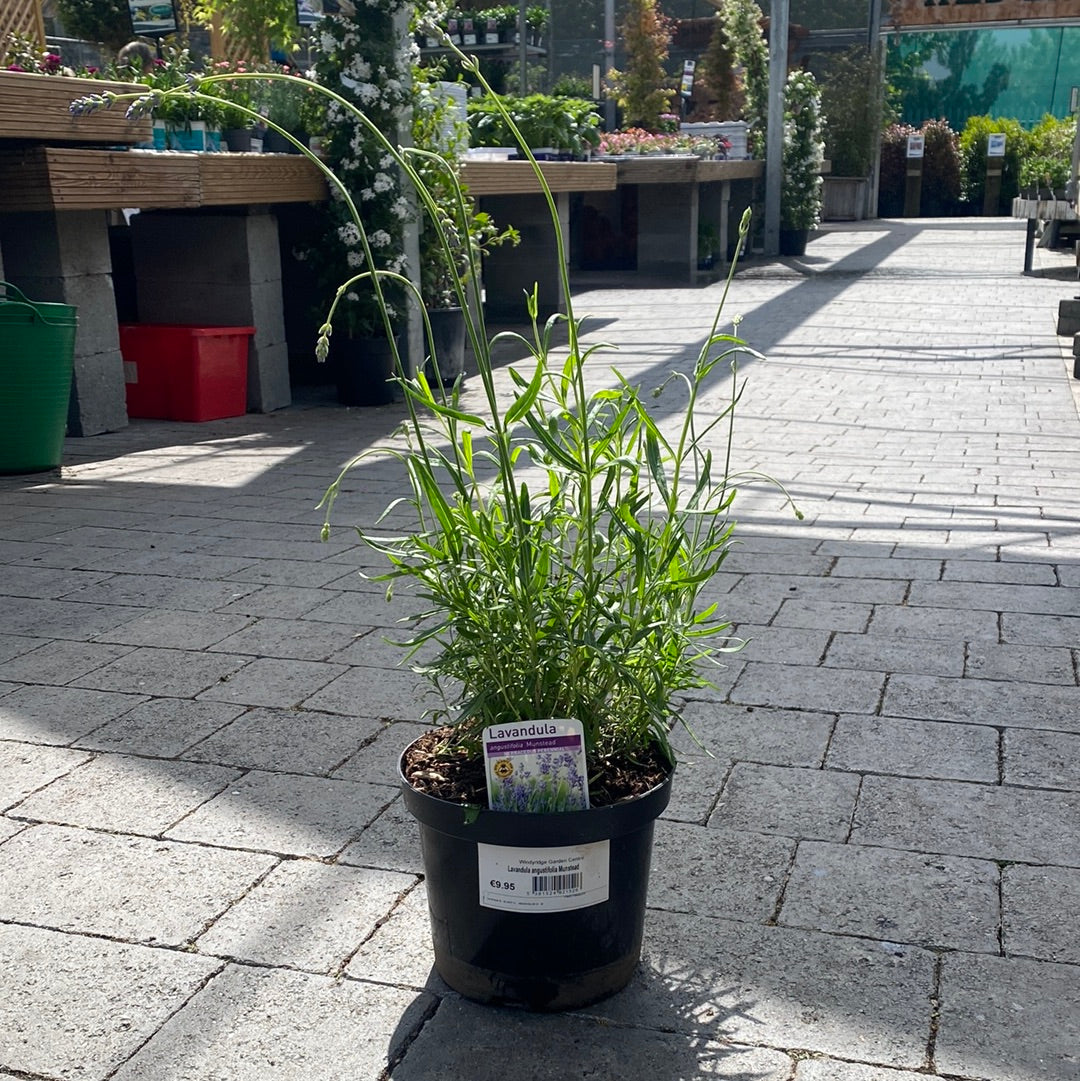 Lavandula Munstead - Grow Your Own - Windyridge Garden Centre