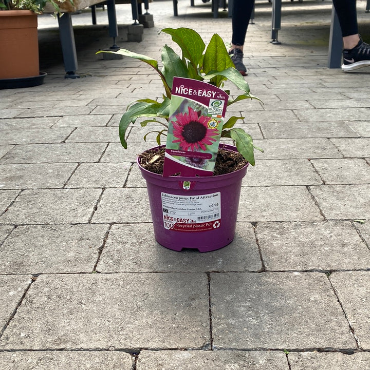 Echinacea purp. Fatal Attraction