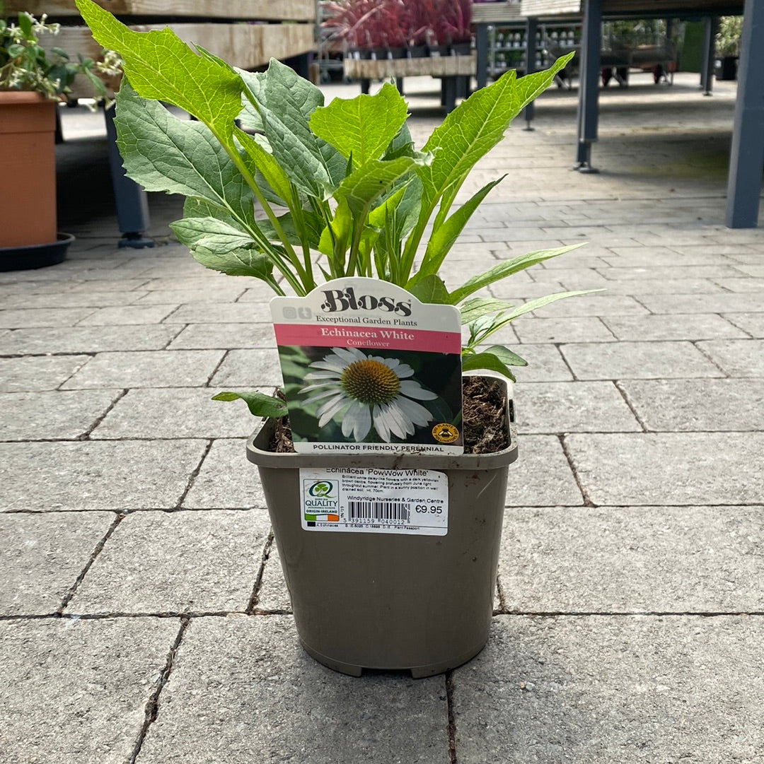 Echinacea PowWow White