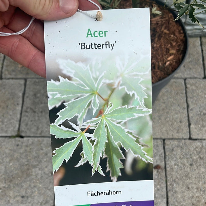 Acer palmatum Butterfly  5 Ltr Pot