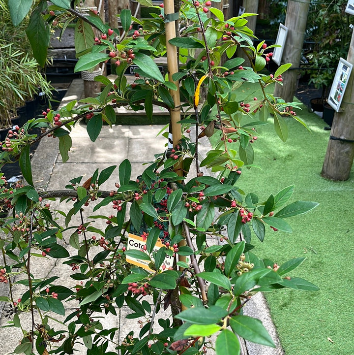 COTONEASTER HYBRIDA PENDULA