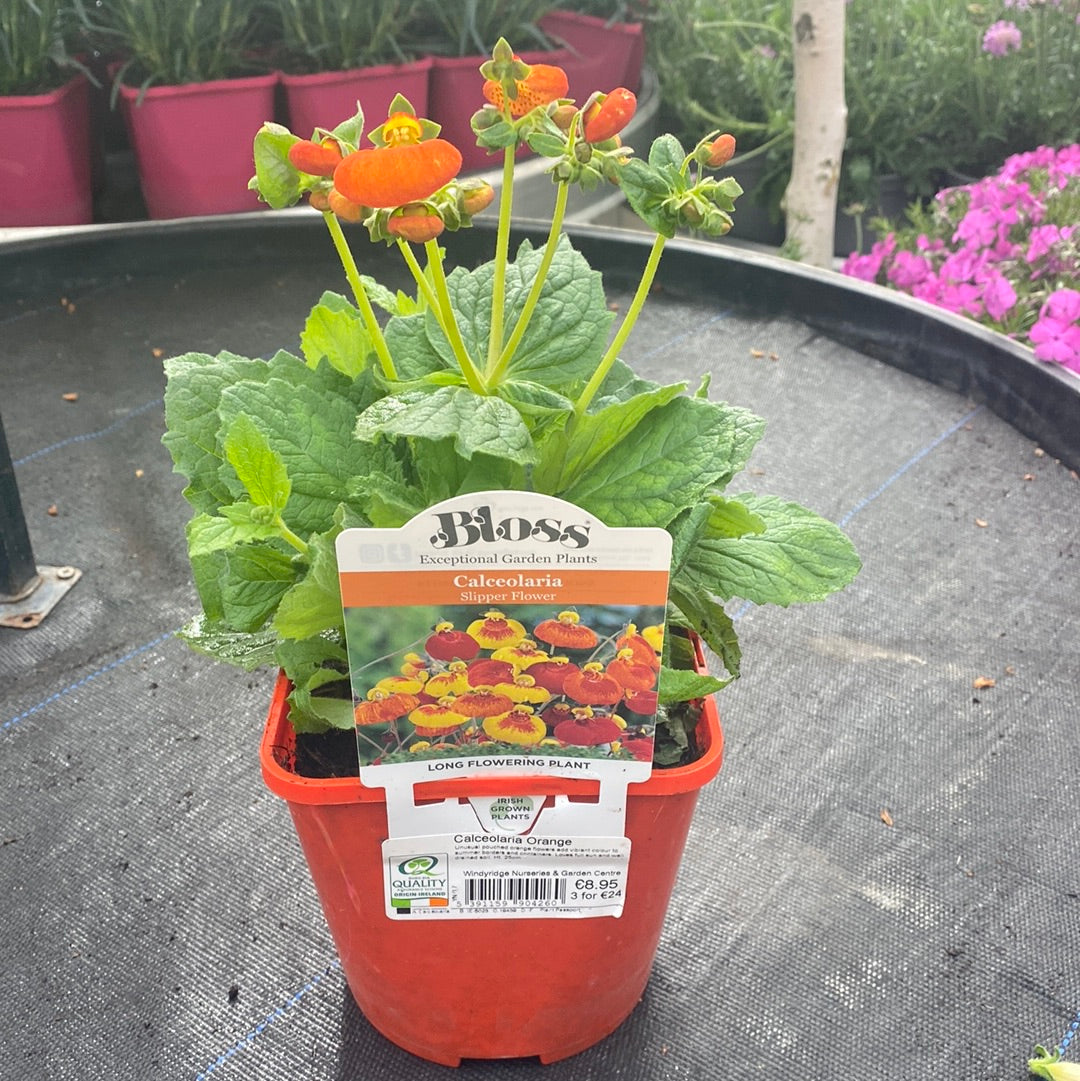 Calceolaria Orange