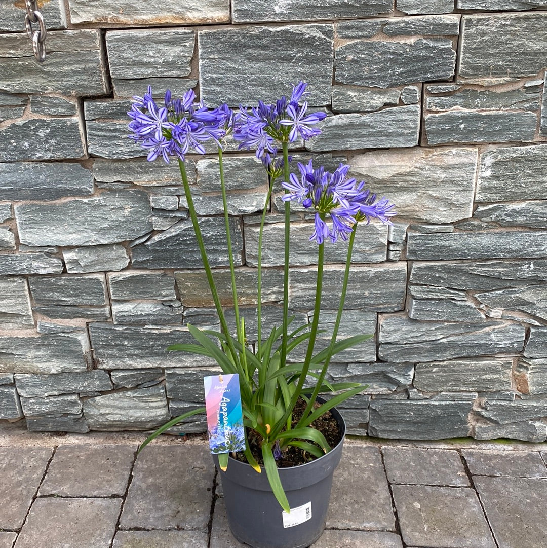 Agapanthus Charlotte