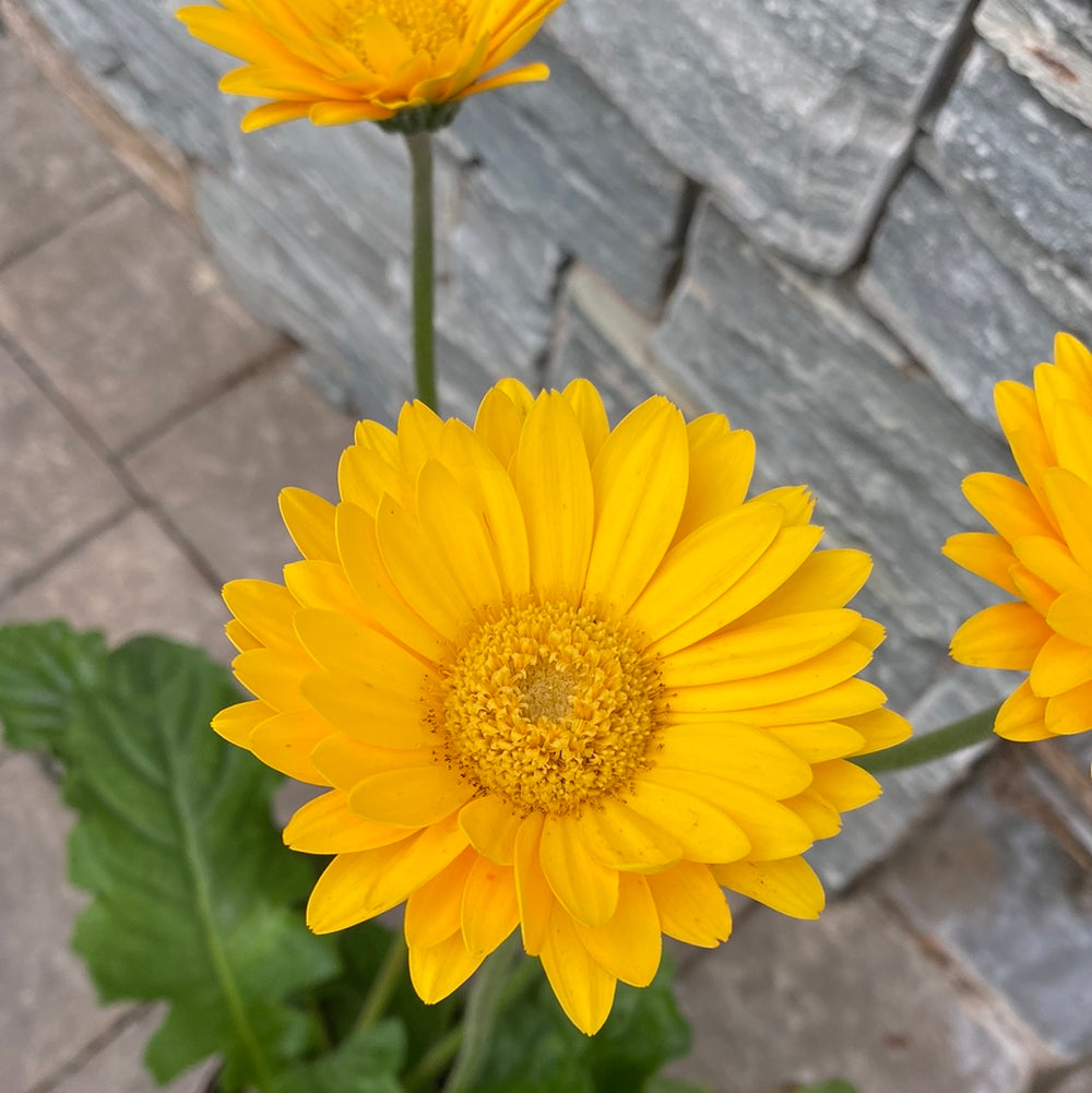Garvinea Sweet Smile - Herbaceous - Windyridge Garden Centre