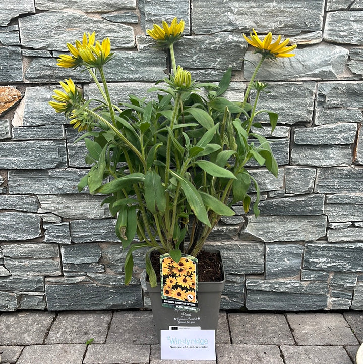 Black Eyed Susan Rudbeckia In Varieties (3Ltr Pot)