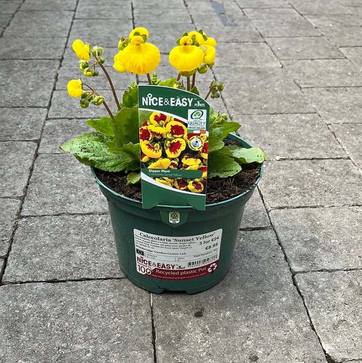 Calceolaria Sunset Yellow