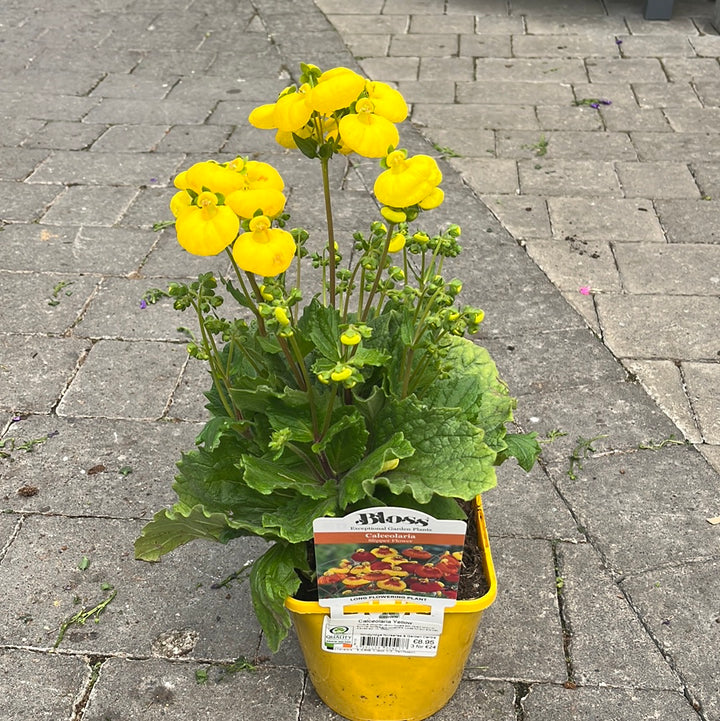 Calceolaria Calynopsis Yellow 2 Ltr