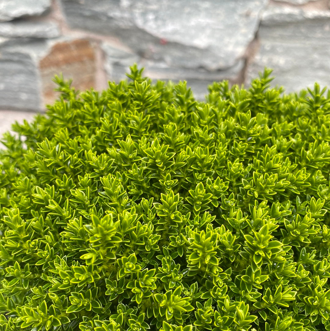 Hebe Green Globe - Shrubs - Windyridge Garden Centre