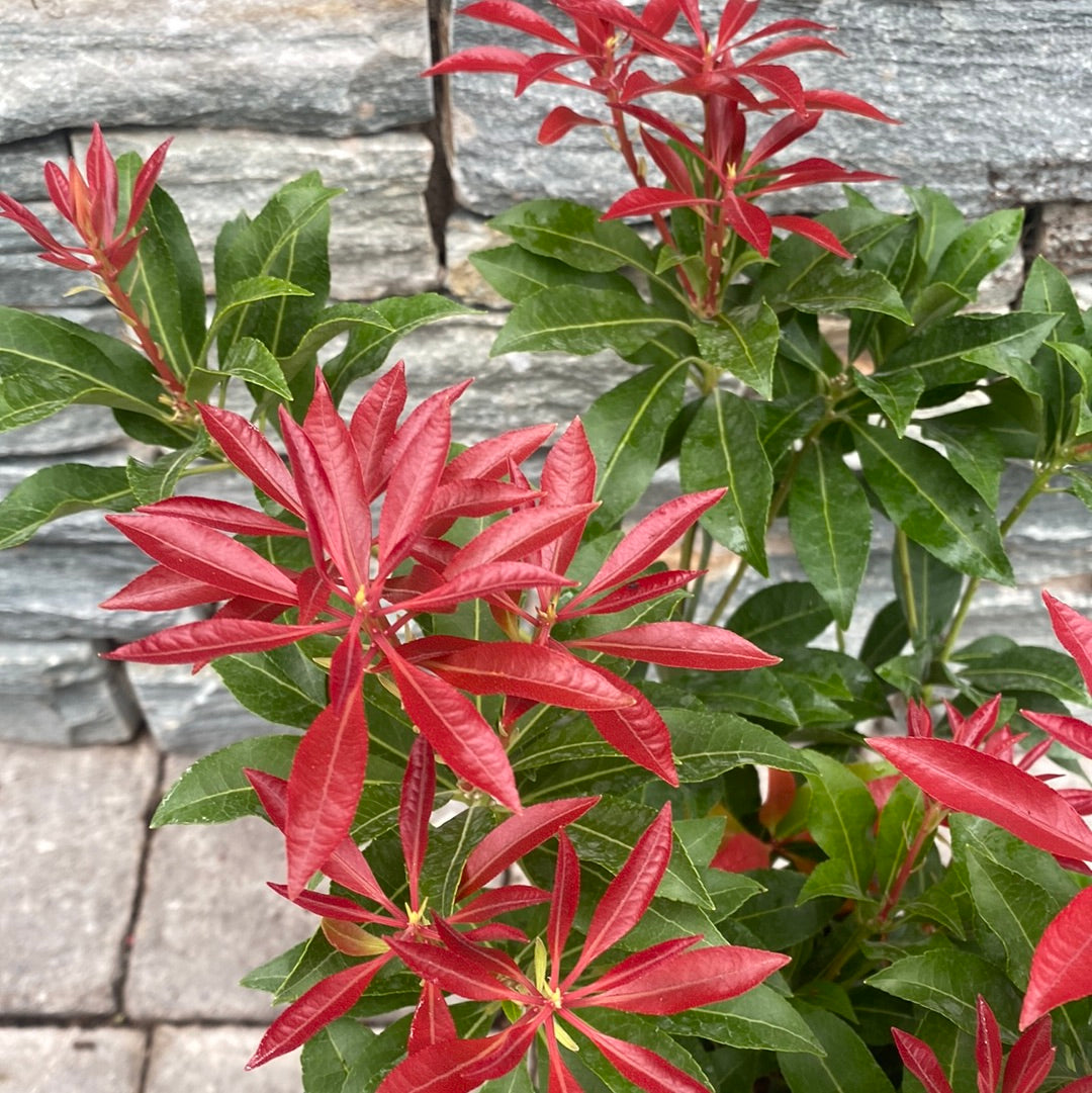 Pieris Mountain Fire - Shrubs - Windyridge Garden Centre