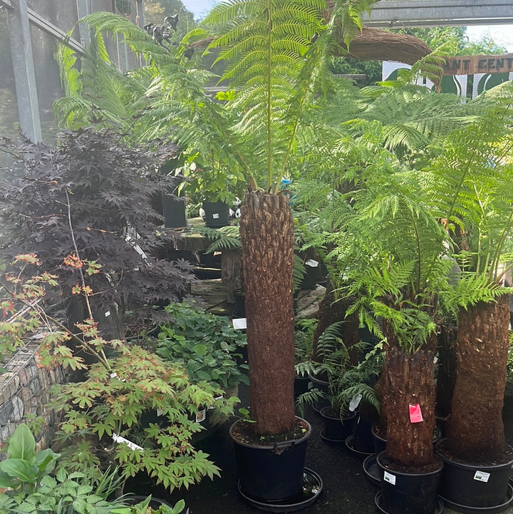 Dicksonia Antarctica 120-130cm 4 foot