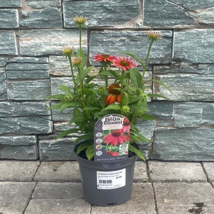 ECHINACEA sombrero Salsa Red
