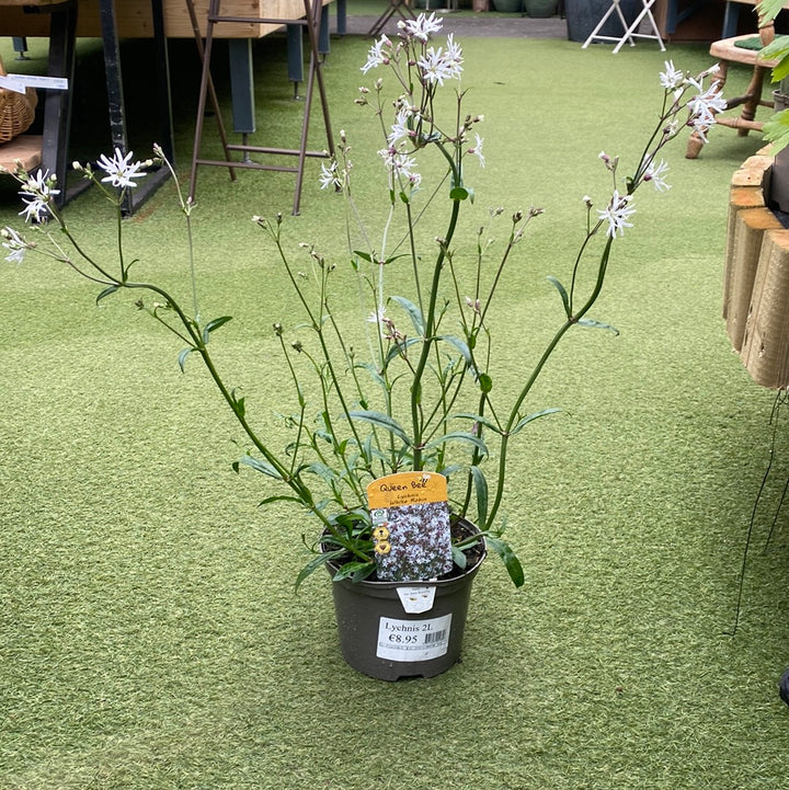 Lychnis 2L