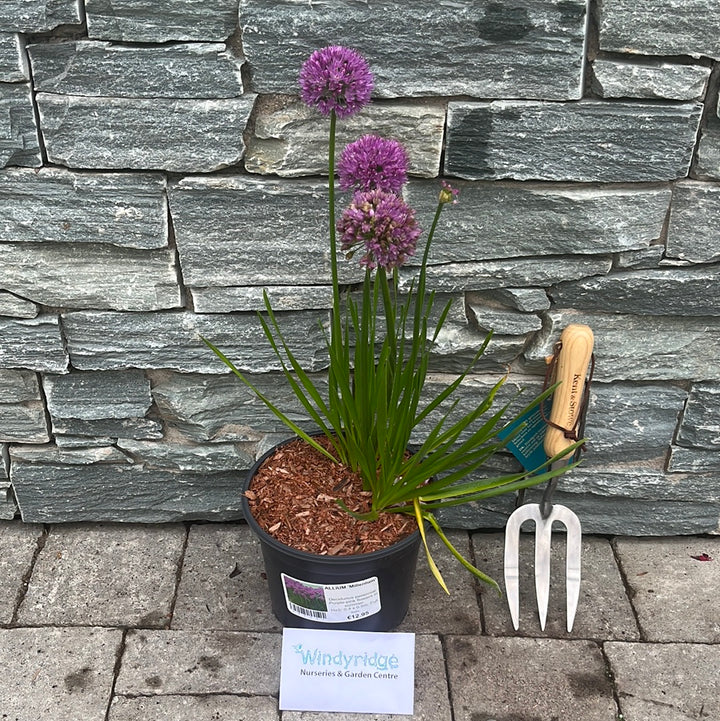 ALLIUM Millenium