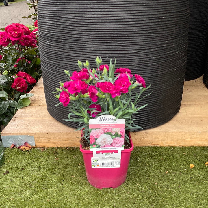 Carnation (Dianthus Colores Pink)