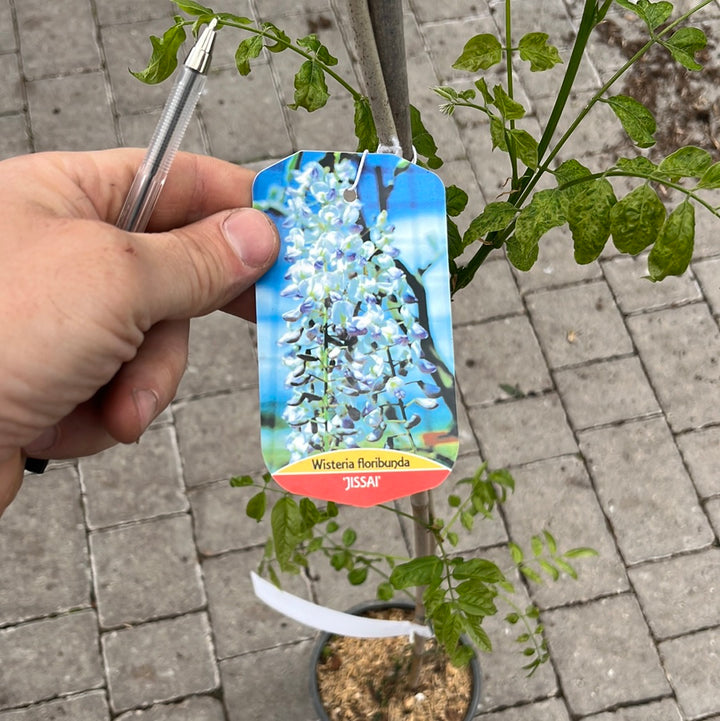 WISTERIA SPP. IN CVS (INN.) CLT 5 H 200 + CM