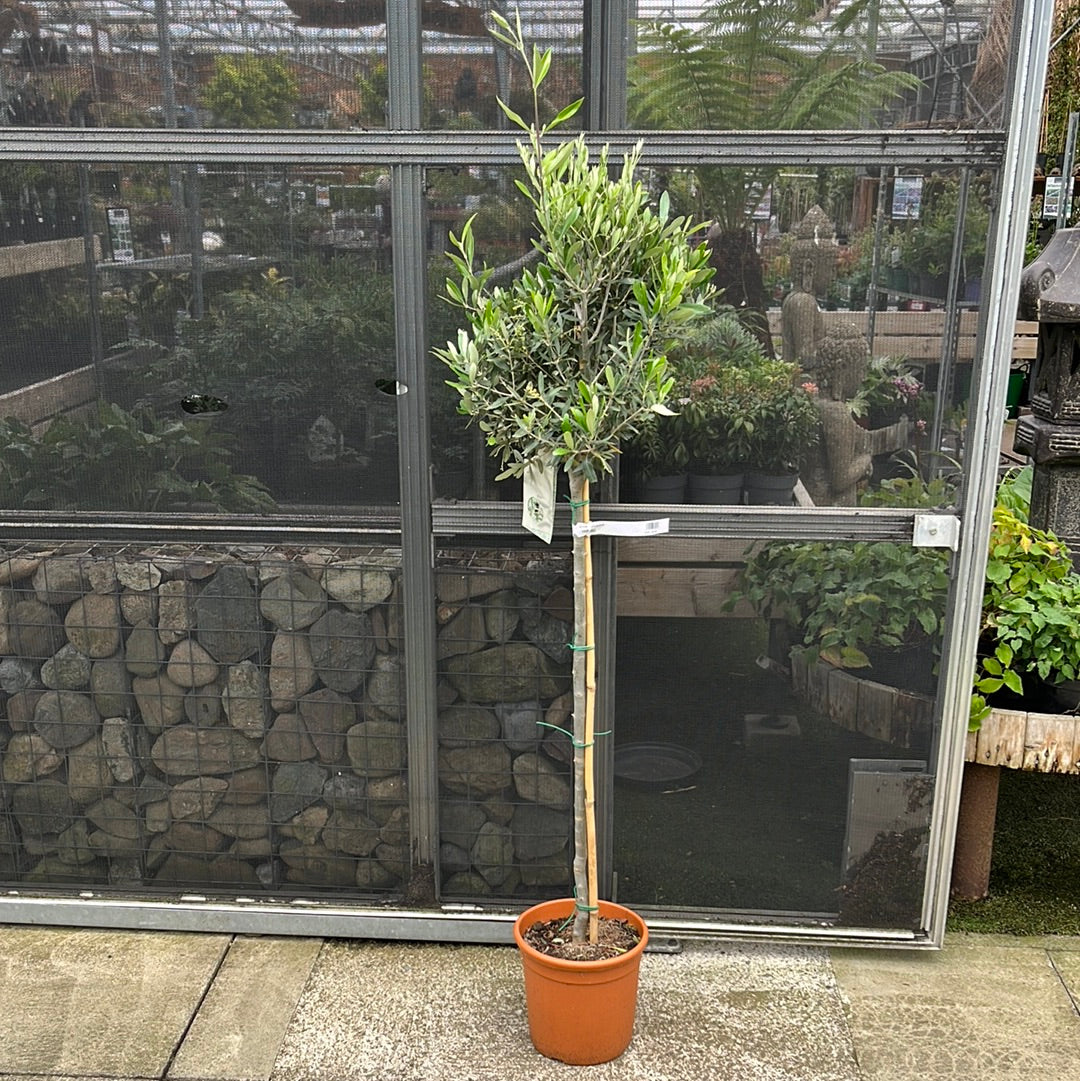 Olive Tree Olea europaea (28cm Pot)