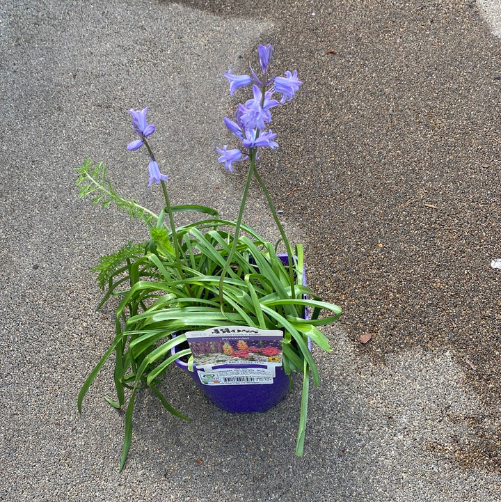 Hyacinthoides non-scripta  Blue