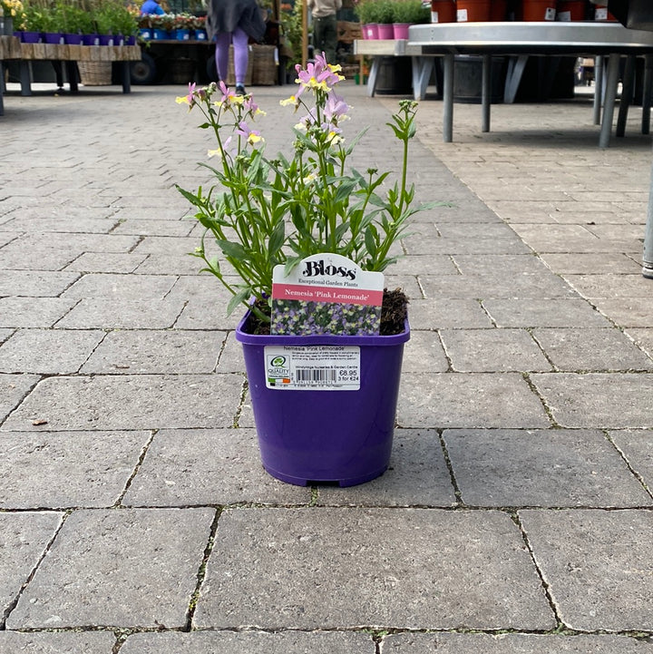 Nemesia Pink Lemonade