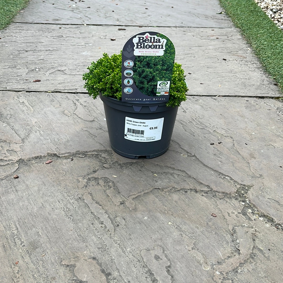Hebe Green Globe - Shrubs - Windyridge Garden Centre