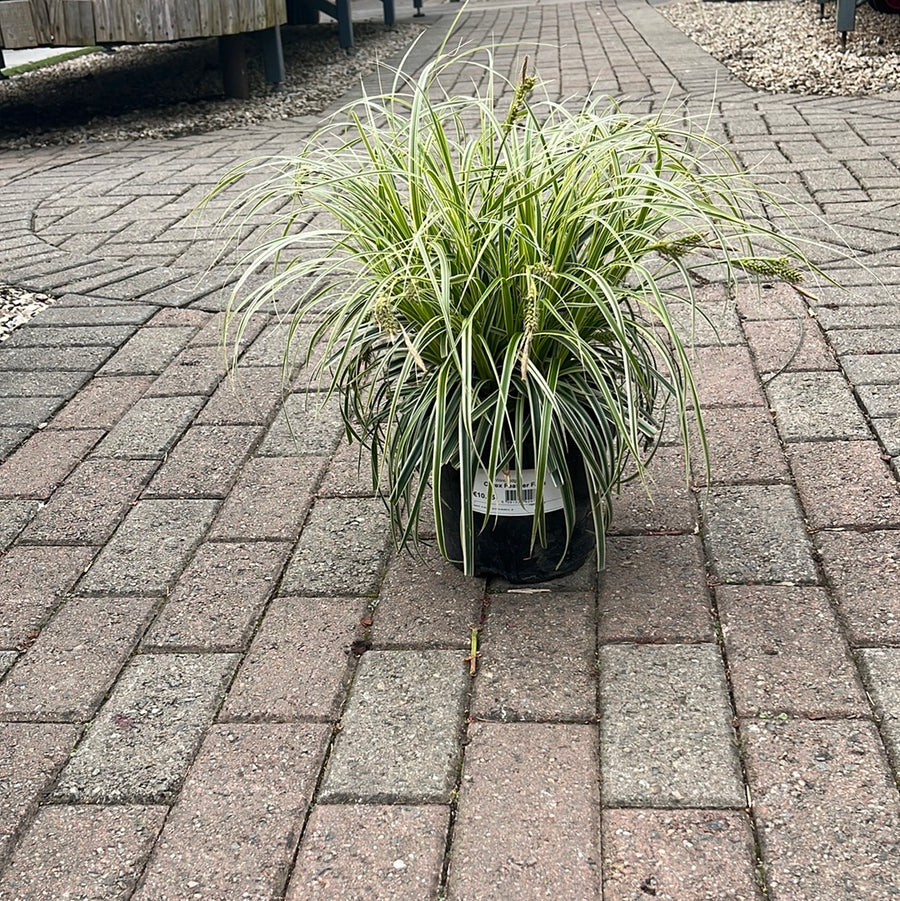 Carex Feather Falls - Herbaceous - Windyridge Garden Centre