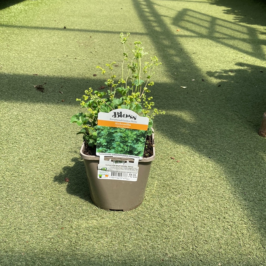 Alchemilla erytropoda Alma