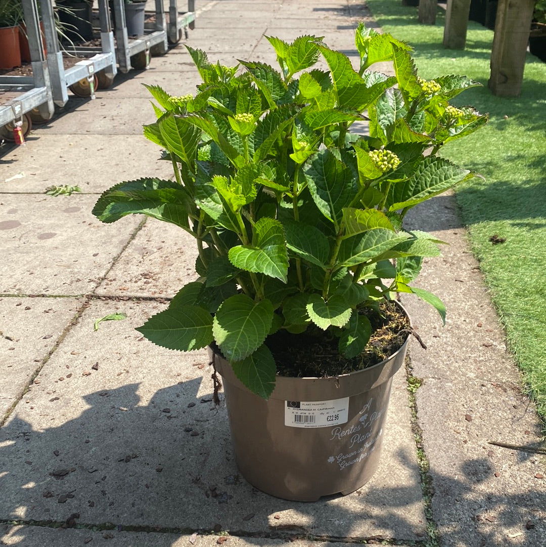 HYDRANGEA M. CLASSIC CAIPIRINHA