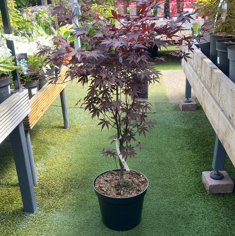 Acer Palmatum 'Bloodgood' 80-100 Cm C12 - Trees - Windyridge Garden Centre