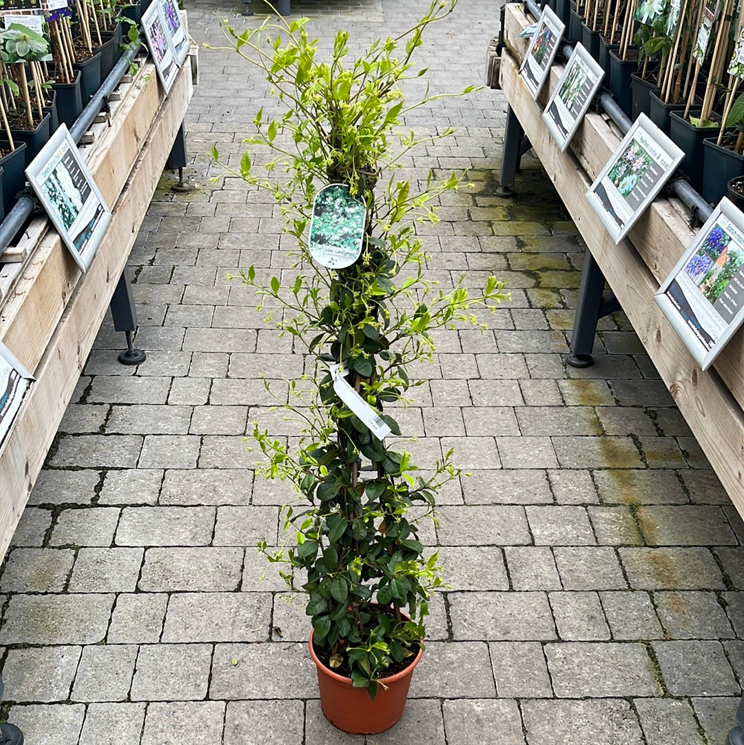 Trachelospermum Jasminoides - Climbers - Windyridge Garden Centre