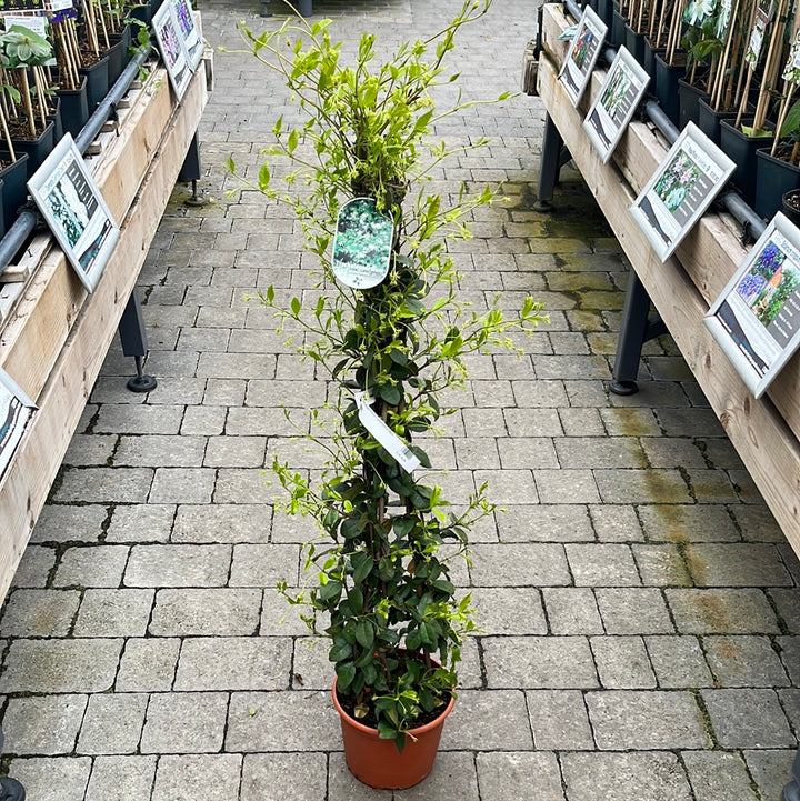Trachelospermum Jasminoides - Climbers - Windyridge Garden Centre