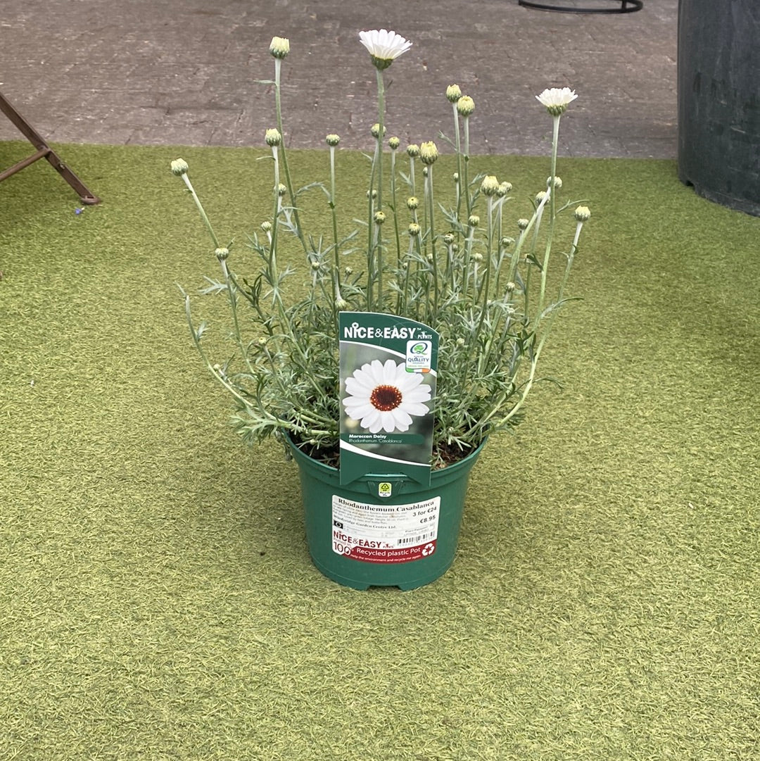 Rhodanthemum Casablanca 2L