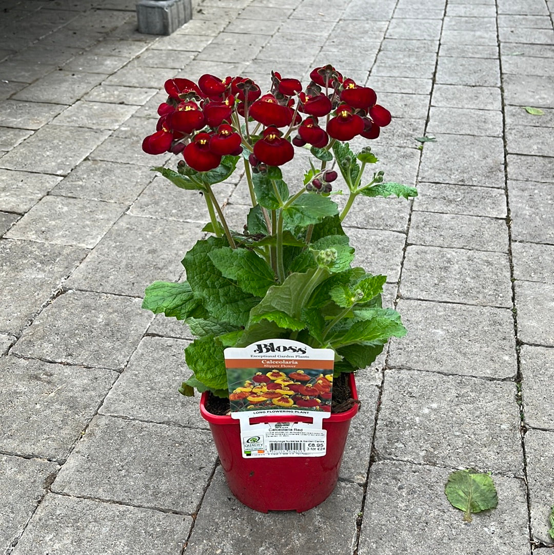 Calceolaria Dark Red