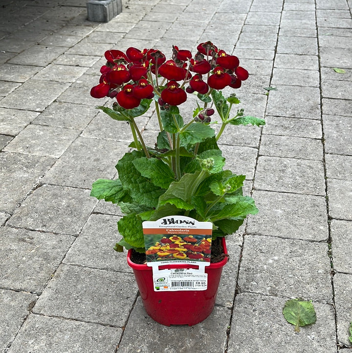 Calceolaria Dark Red