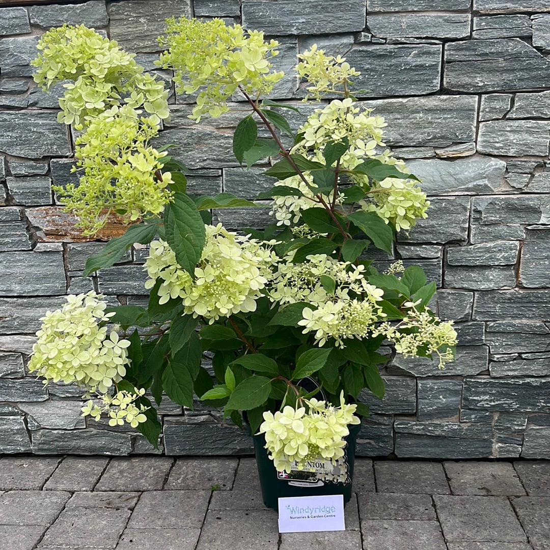 HYDRANGEA pan. Phantom