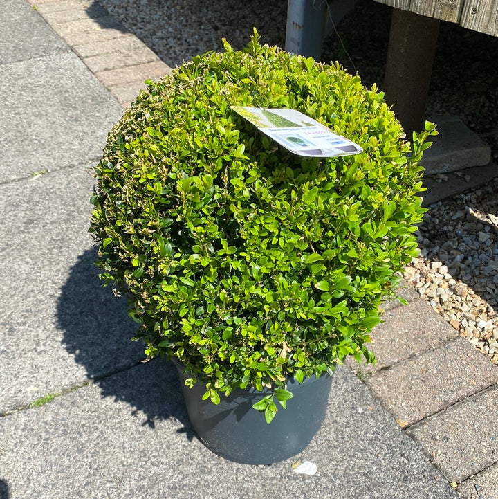 Buxus-semp-Ball-Potted- 1