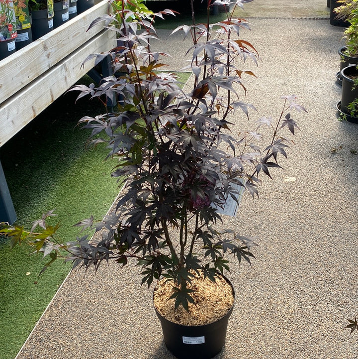 Acer palmatum Bloodgood  10 Ltr Pot