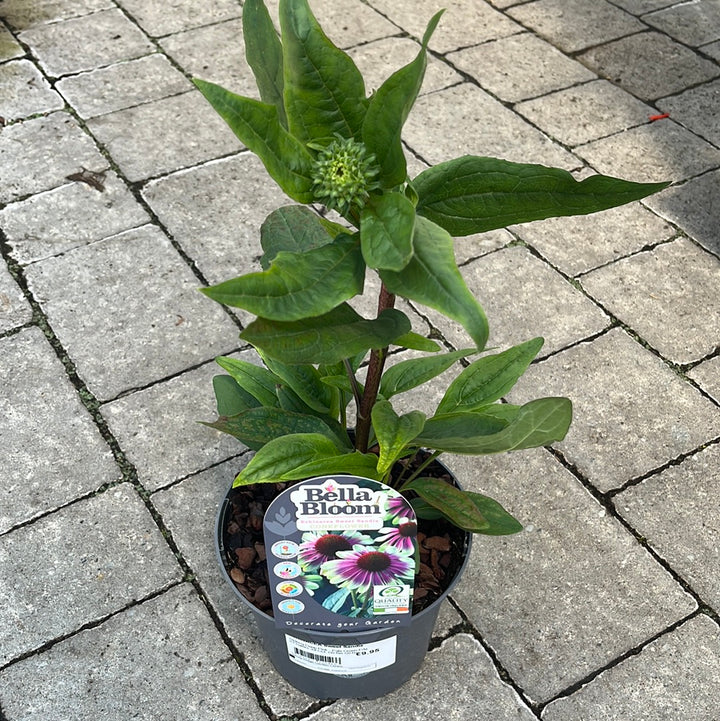 Echinacea Sweet Sandia - Herbaceous - Windyridge Garden Centre