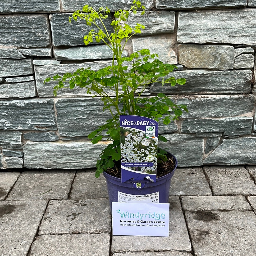 Thalictrum-Splendide-White-Potted