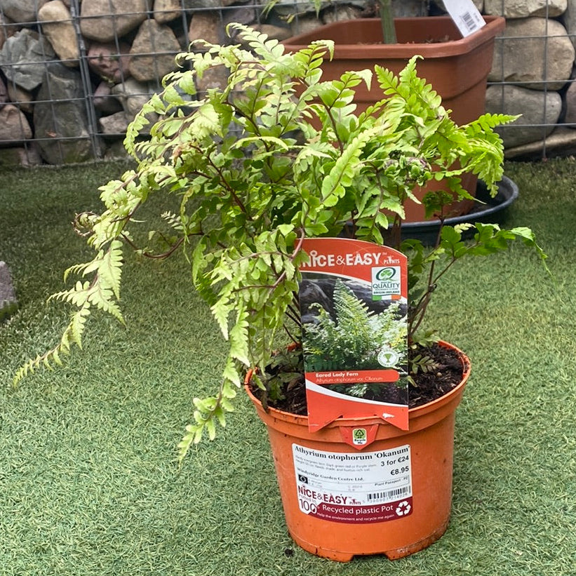 Athyrium Otophorum Okanum - Herbaceous - Windyridge Garden Centre