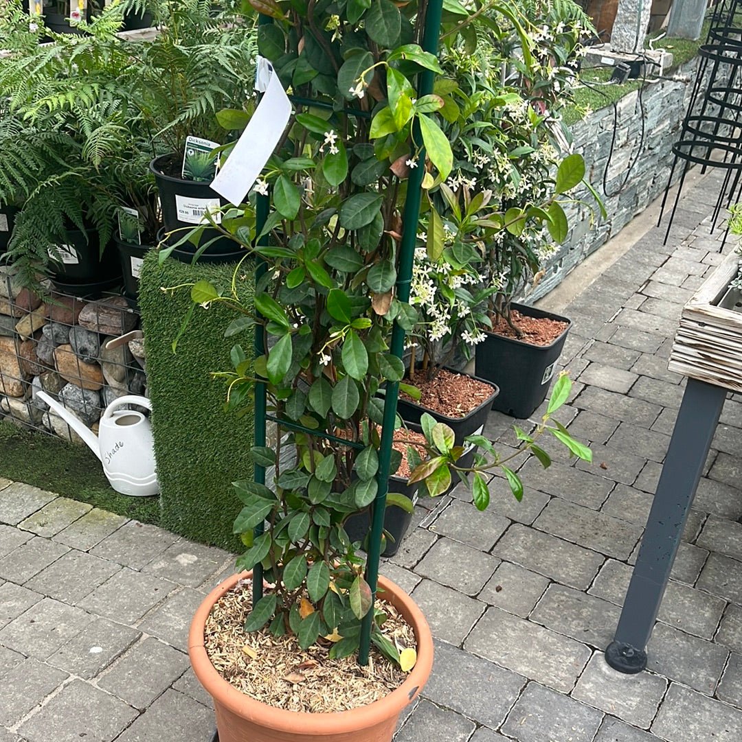Rhyncospermum Jasminoides Cont. Arco Doppio 20 Cm Wide - Climbers - Windyridge Garden Centre
