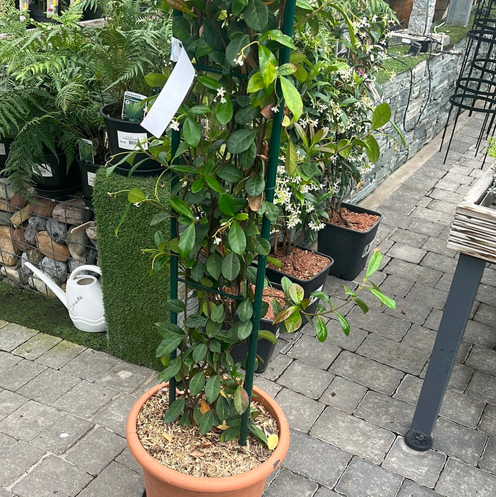 Rhyncospermum Jasminoides Cont. Arco Doppio 20 Cm Wide - Climbers - Windyridge Garden Centre