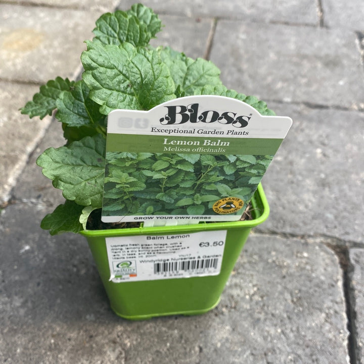 Balm Lemon 9cm
