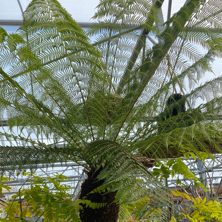 Dicksonia Antarctica 180 6 foot