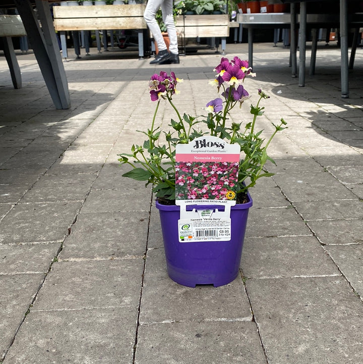 Nemesia Vanilla Berry